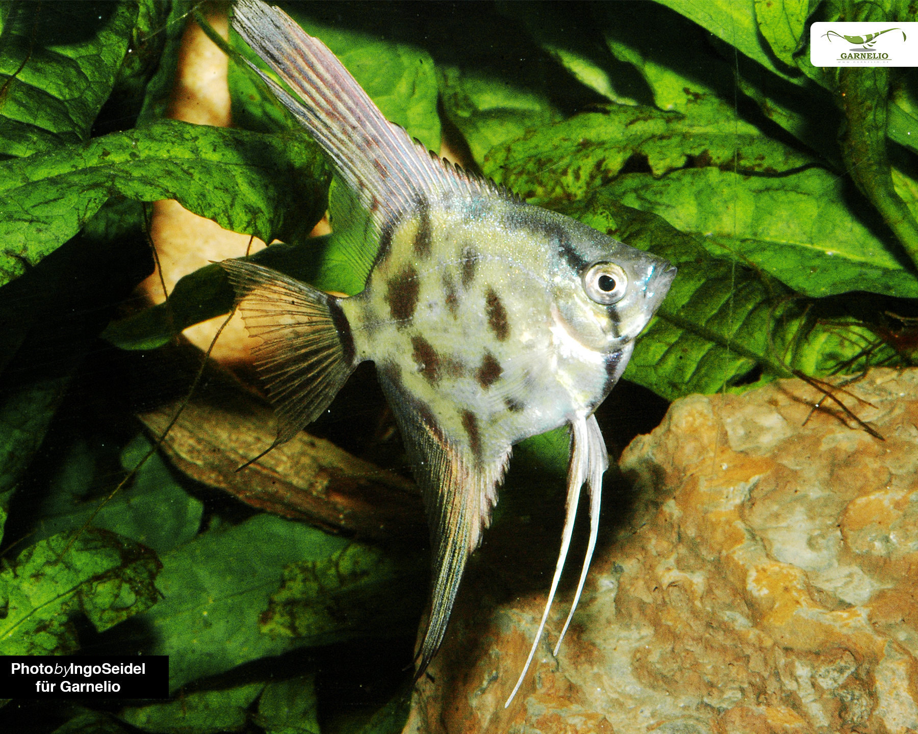 Leopard Angelfish (Pterophyllum scalare)